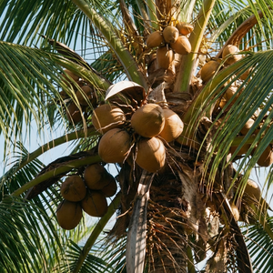 ЕКО Гел за отстраняване на котлен камък с масло от лимон