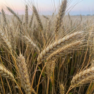 ЕКО Гел за отстраняване на котлен камък с масло от лимон